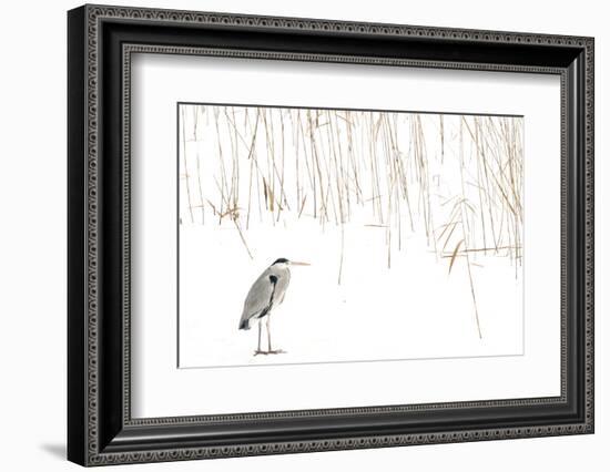 Grey heron standing on snow with reeds. The Netherlands-Edwin Giesbers-Framed Photographic Print