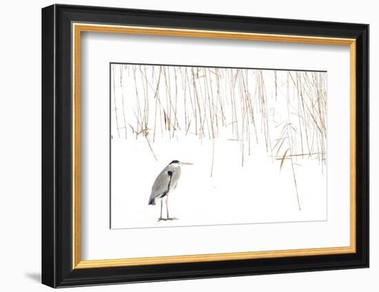 Grey heron standing on snow with reeds. The Netherlands-Edwin Giesbers-Framed Photographic Print