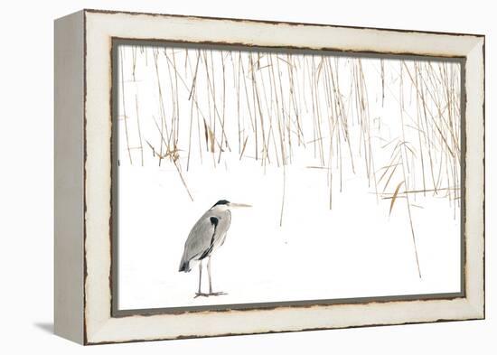 Grey heron standing on snow with reeds. The Netherlands-Edwin Giesbers-Framed Premier Image Canvas