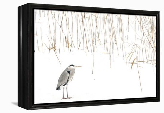 Grey heron standing on snow with reeds. The Netherlands-Edwin Giesbers-Framed Premier Image Canvas