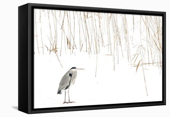 Grey heron standing on snow with reeds. The Netherlands-Edwin Giesbers-Framed Premier Image Canvas