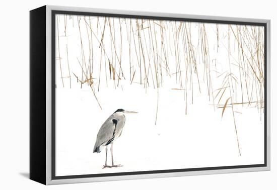 Grey heron standing on snow with reeds. The Netherlands-Edwin Giesbers-Framed Premier Image Canvas