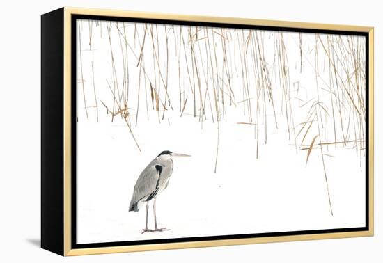 Grey heron standing on snow with reeds. The Netherlands-Edwin Giesbers-Framed Premier Image Canvas