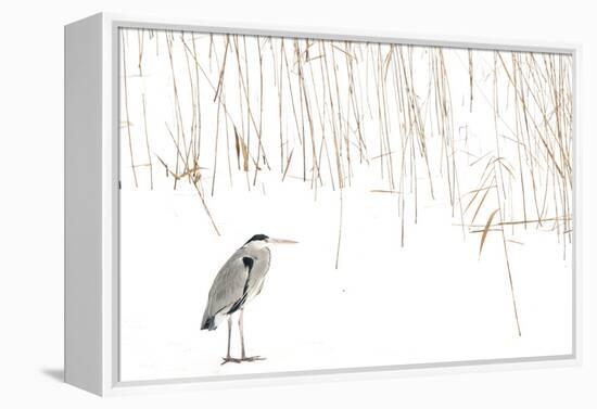 Grey heron standing on snow with reeds. The Netherlands-Edwin Giesbers-Framed Premier Image Canvas