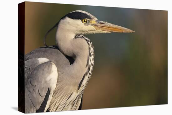 Grey Heron - Study-Staffan Widstrand-Framed Stretched Canvas