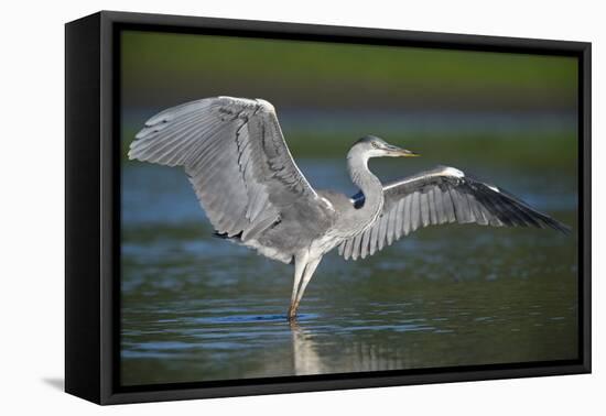 Grey Heron with Wings Out Stretched, Elbe Biosphere Reserve, Lower Saxony, Germany, September-Damschen-Framed Premier Image Canvas