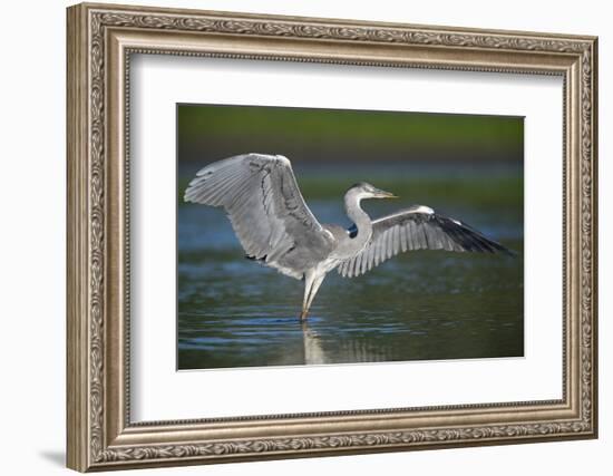 Grey Heron with Wings Out Stretched, Elbe Biosphere Reserve, Lower Saxony, Germany, September-Damschen-Framed Photographic Print