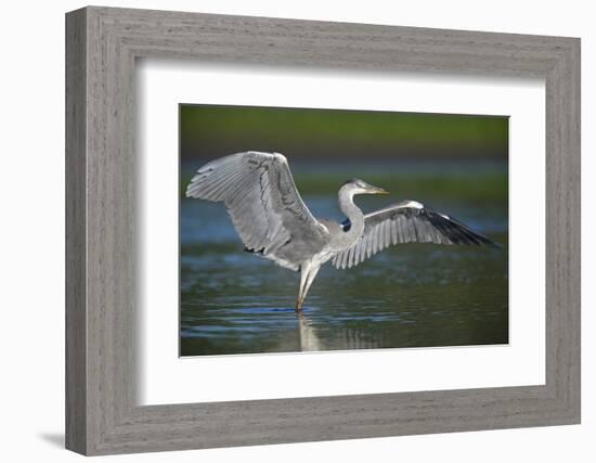 Grey Heron with Wings Out Stretched, Elbe Biosphere Reserve, Lower Saxony, Germany, September-Damschen-Framed Photographic Print