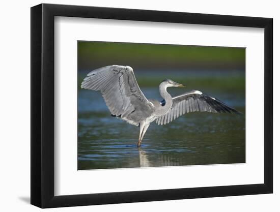Grey Heron with Wings Out Stretched, Elbe Biosphere Reserve, Lower Saxony, Germany, September-Damschen-Framed Photographic Print