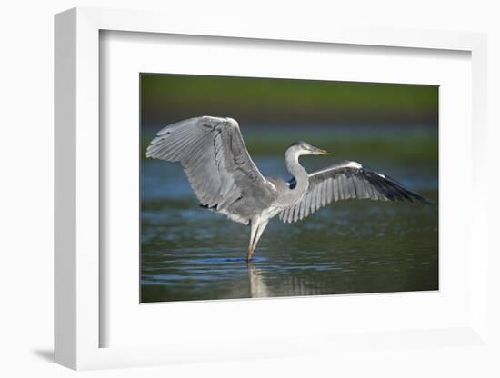 Grey Heron with Wings Out Stretched, Elbe Biosphere Reserve, Lower Saxony, Germany, September-Damschen-Framed Photographic Print