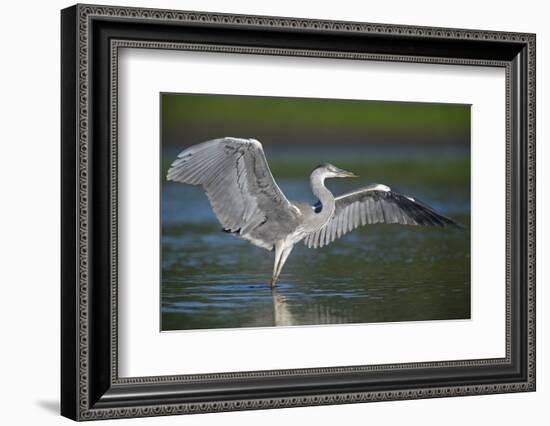 Grey Heron with Wings Out Stretched, Elbe Biosphere Reserve, Lower Saxony, Germany, September-Damschen-Framed Photographic Print