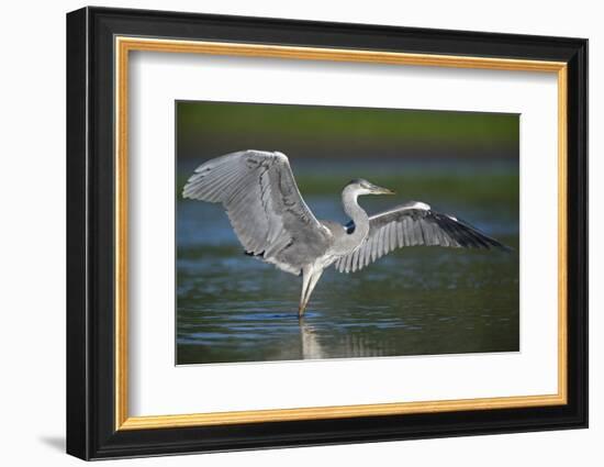 Grey Heron with Wings Out Stretched, Elbe Biosphere Reserve, Lower Saxony, Germany, September-Damschen-Framed Photographic Print