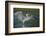 Grey Heron with Wings Out Stretched, Elbe Biosphere Reserve, Lower Saxony, Germany, September-Damschen-Framed Photographic Print