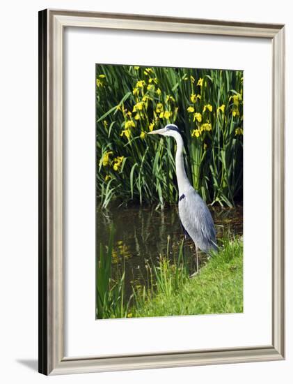 Grey Heron-Georgette Douwma-Framed Photographic Print
