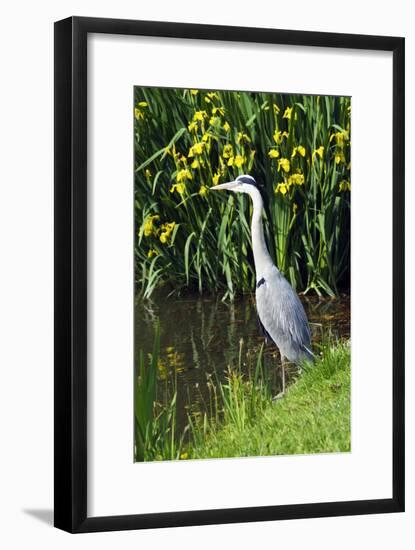 Grey Heron-Georgette Douwma-Framed Photographic Print