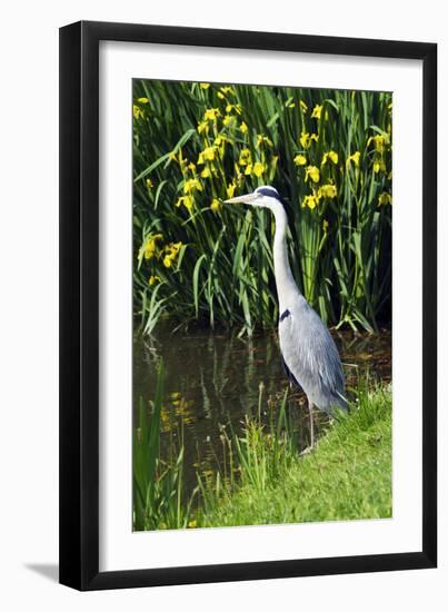 Grey Heron-Georgette Douwma-Framed Photographic Print