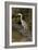 Grey Heron-null-Framed Photographic Print