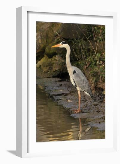 Grey Heron-null-Framed Photographic Print