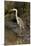 Grey Heron-null-Mounted Photographic Print