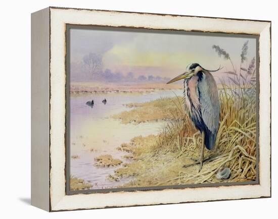 Grey Heron-Carl Donner-Framed Premier Image Canvas