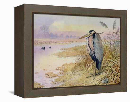 Grey Heron-Carl Donner-Framed Premier Image Canvas