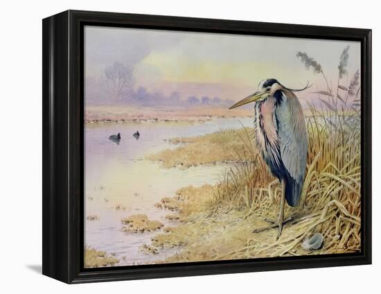 Grey Heron-Carl Donner-Framed Premier Image Canvas