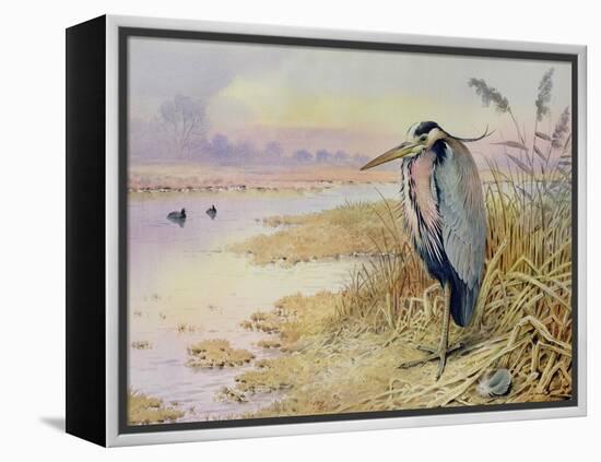 Grey Heron-Carl Donner-Framed Premier Image Canvas