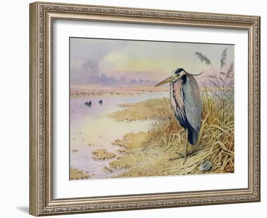 Grey Heron-Carl Donner-Framed Giclee Print