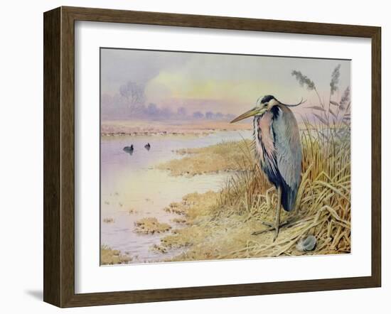 Grey Heron-Carl Donner-Framed Giclee Print