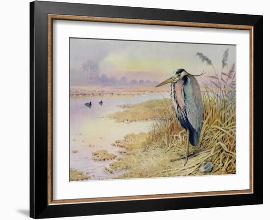 Grey Heron-Carl Donner-Framed Giclee Print