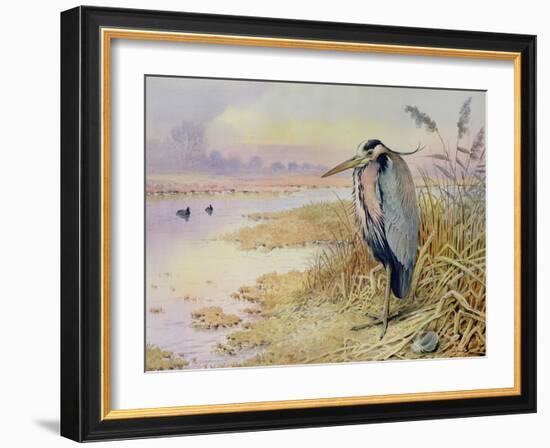 Grey Heron-Carl Donner-Framed Giclee Print