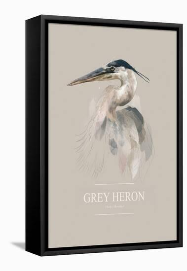 Grey Heron-Gabriella Roberg-Framed Premier Image Canvas