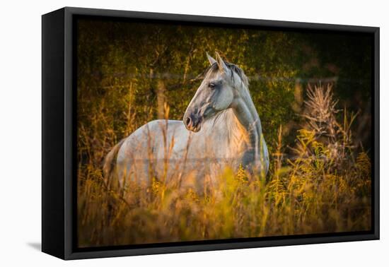 Grey Horse in Field-Stephen Arens-Framed Premier Image Canvas