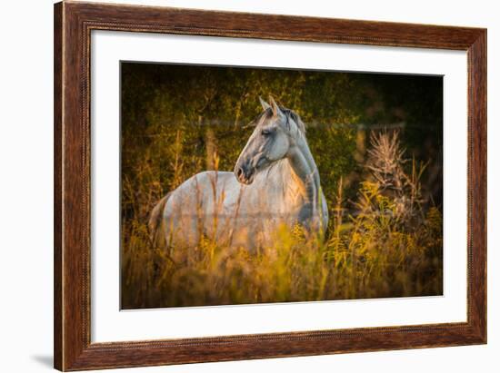 Grey Horse in Field-Stephen Arens-Framed Photographic Print