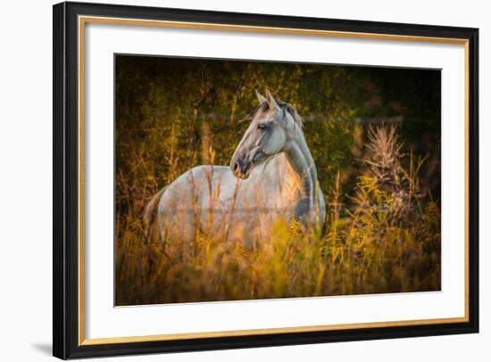 Grey Horse in Field-Stephen Arens-Framed Photographic Print