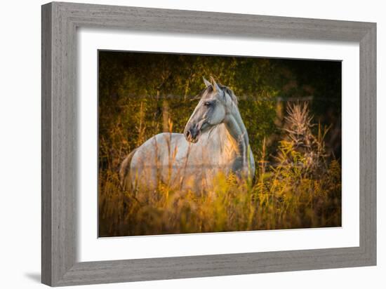 Grey Horse in Field-Stephen Arens-Framed Photographic Print