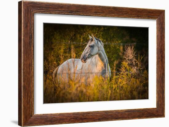 Grey Horse in Field-Stephen Arens-Framed Photographic Print