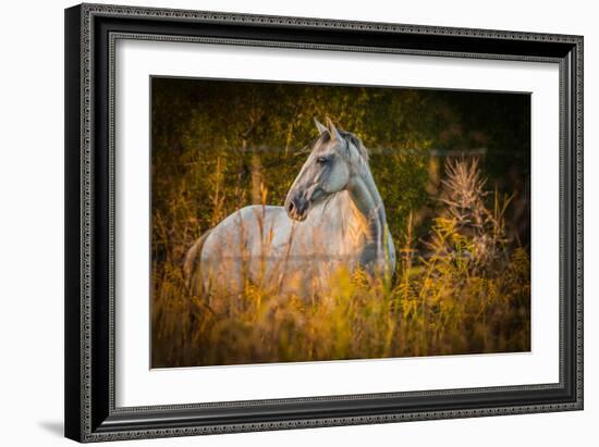 Grey Horse in Field-Stephen Arens-Framed Photographic Print