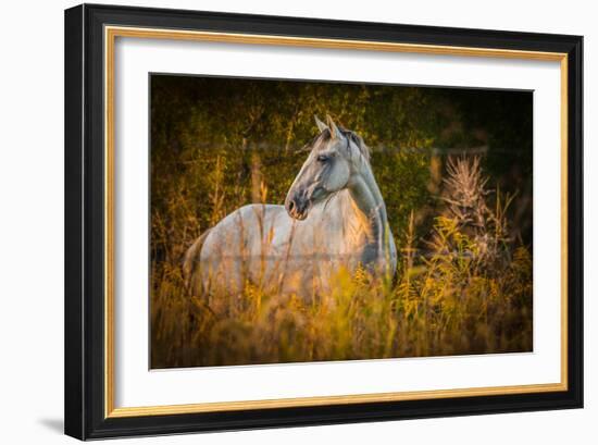 Grey Horse in Field-Stephen Arens-Framed Photographic Print