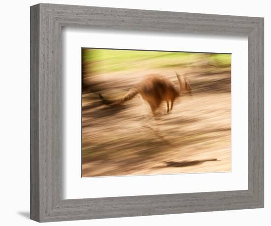 Grey Kangaroo, Australia-David Wall-Framed Photographic Print