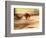 Grey Kangaroo, Australia-David Wall-Framed Photographic Print