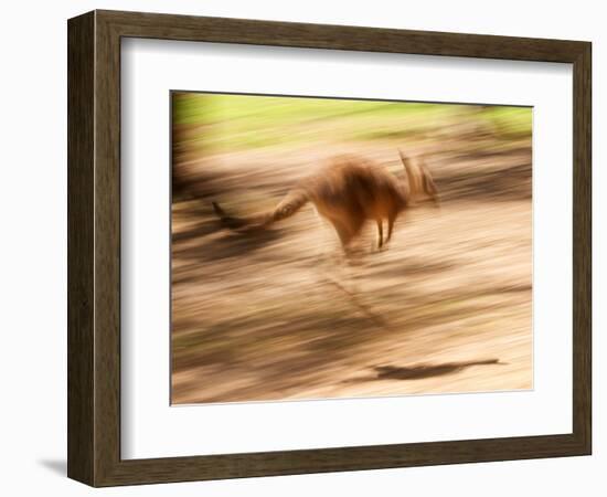 Grey Kangaroo, Australia-David Wall-Framed Photographic Print