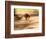 Grey Kangaroo, Australia-David Wall-Framed Photographic Print