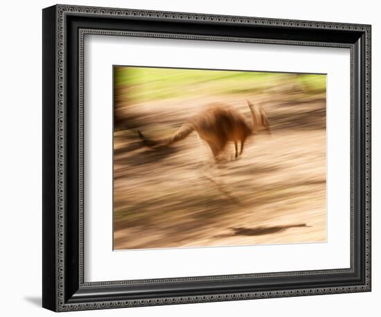 Grey Kangaroo, Australia-David Wall-Framed Photographic Print