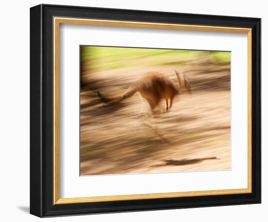 Grey Kangaroo, Australia-David Wall-Framed Photographic Print