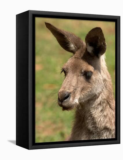 Grey Kangaroo, Australia-David Wall-Framed Premier Image Canvas