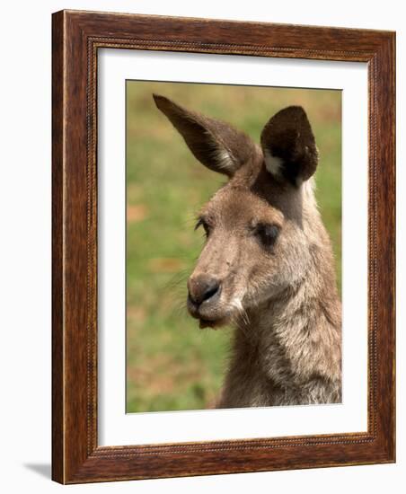 Grey Kangaroo, Australia-David Wall-Framed Photographic Print