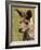 Grey Kangaroo, Australia-David Wall-Framed Photographic Print