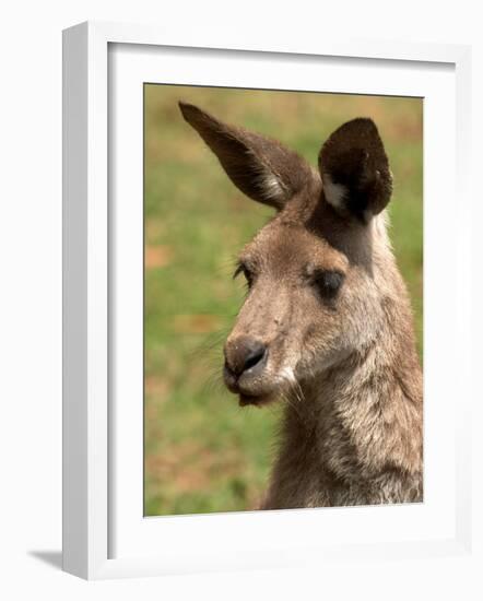 Grey Kangaroo, Australia-David Wall-Framed Photographic Print