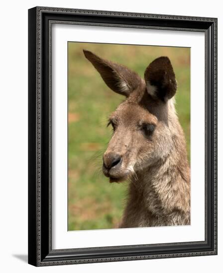 Grey Kangaroo, Australia-David Wall-Framed Photographic Print